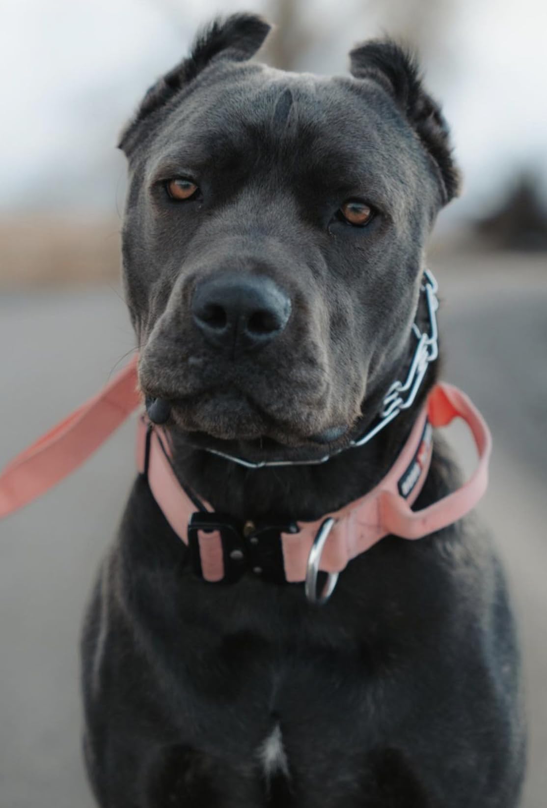 Boss Dog Tactical Collar, Pink, Small