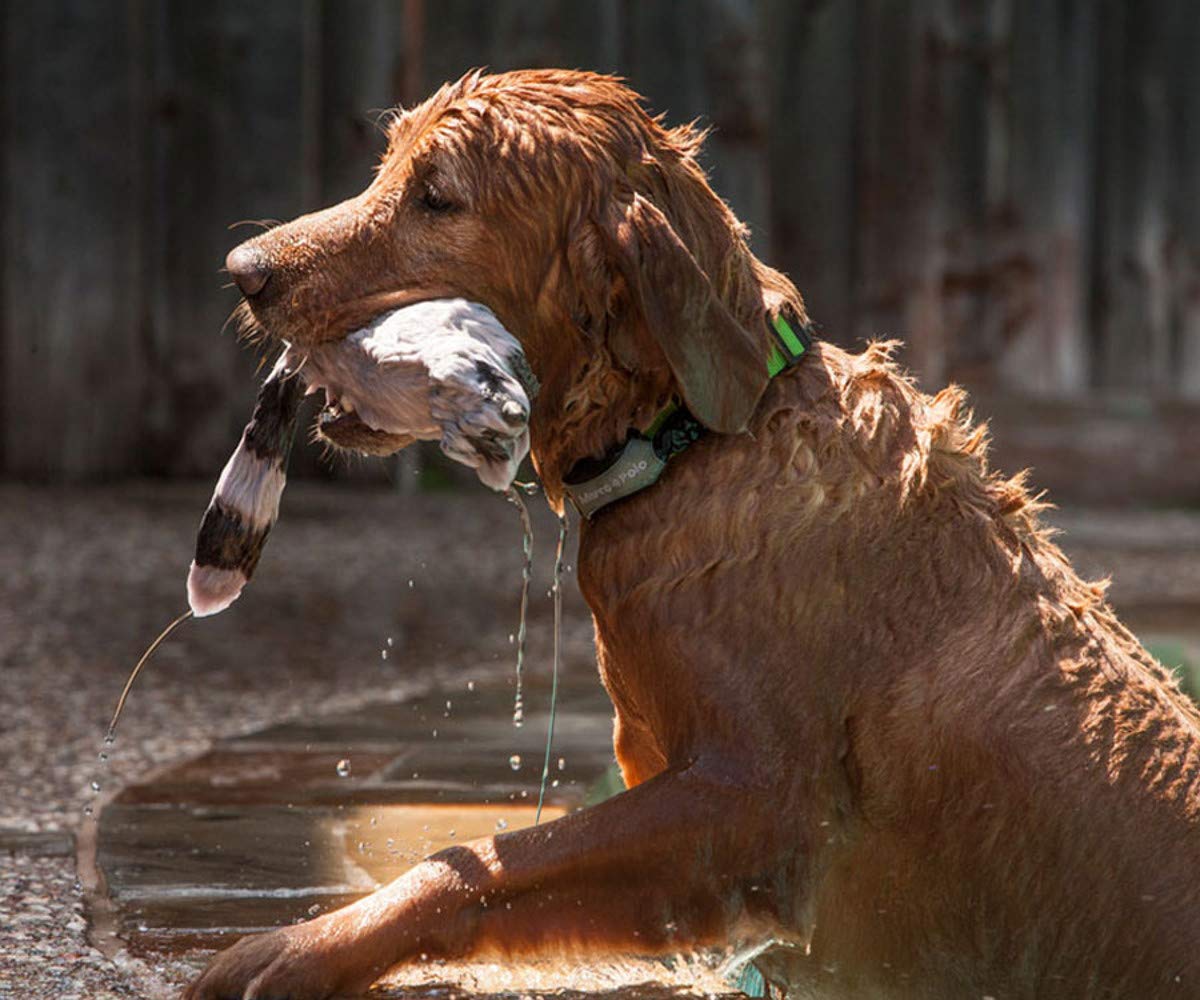 Marco Polo Advanced Pet Monitoring, Tracking and Locating System (for Dogs and Cats 5 lb and Larger)