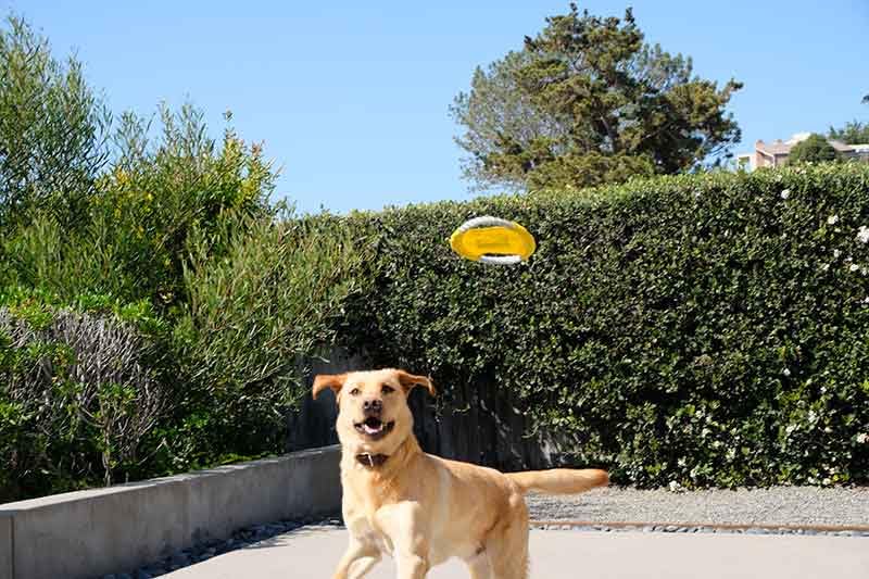 Woof Discs Flying Rope Disc - Durable Chewing Frisbee, Yellow, Model WOOFDSC-MAIN-1