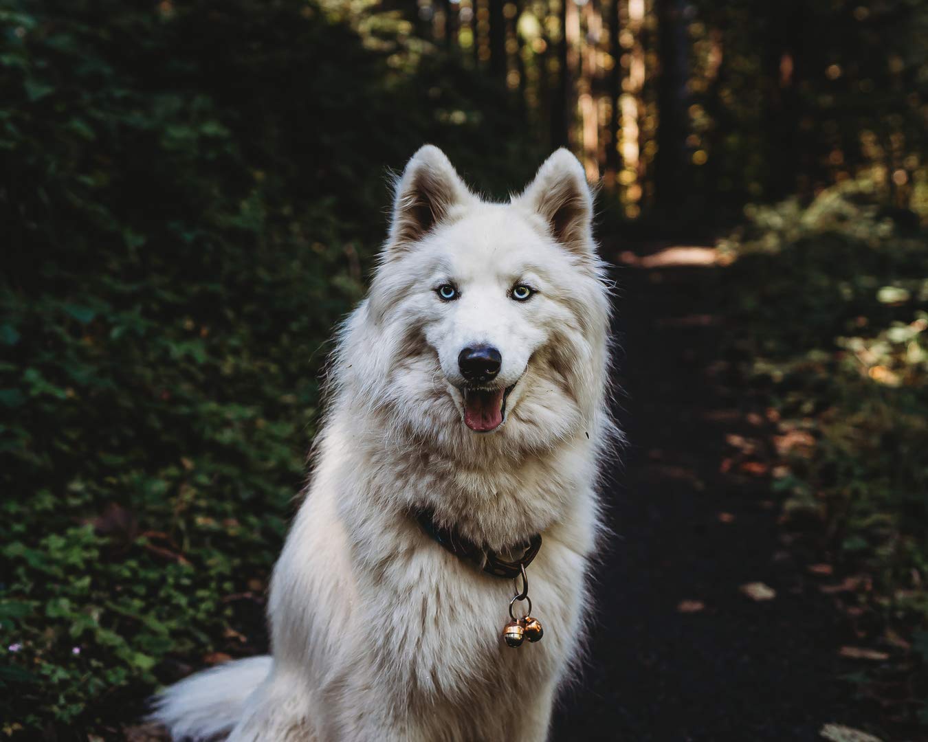 Beau'S Bells 2 Extra Loud Cat & Dog Bells | Pet Tracker | Save Birds & Wildlife | Luxury Handmade Copper (Large)