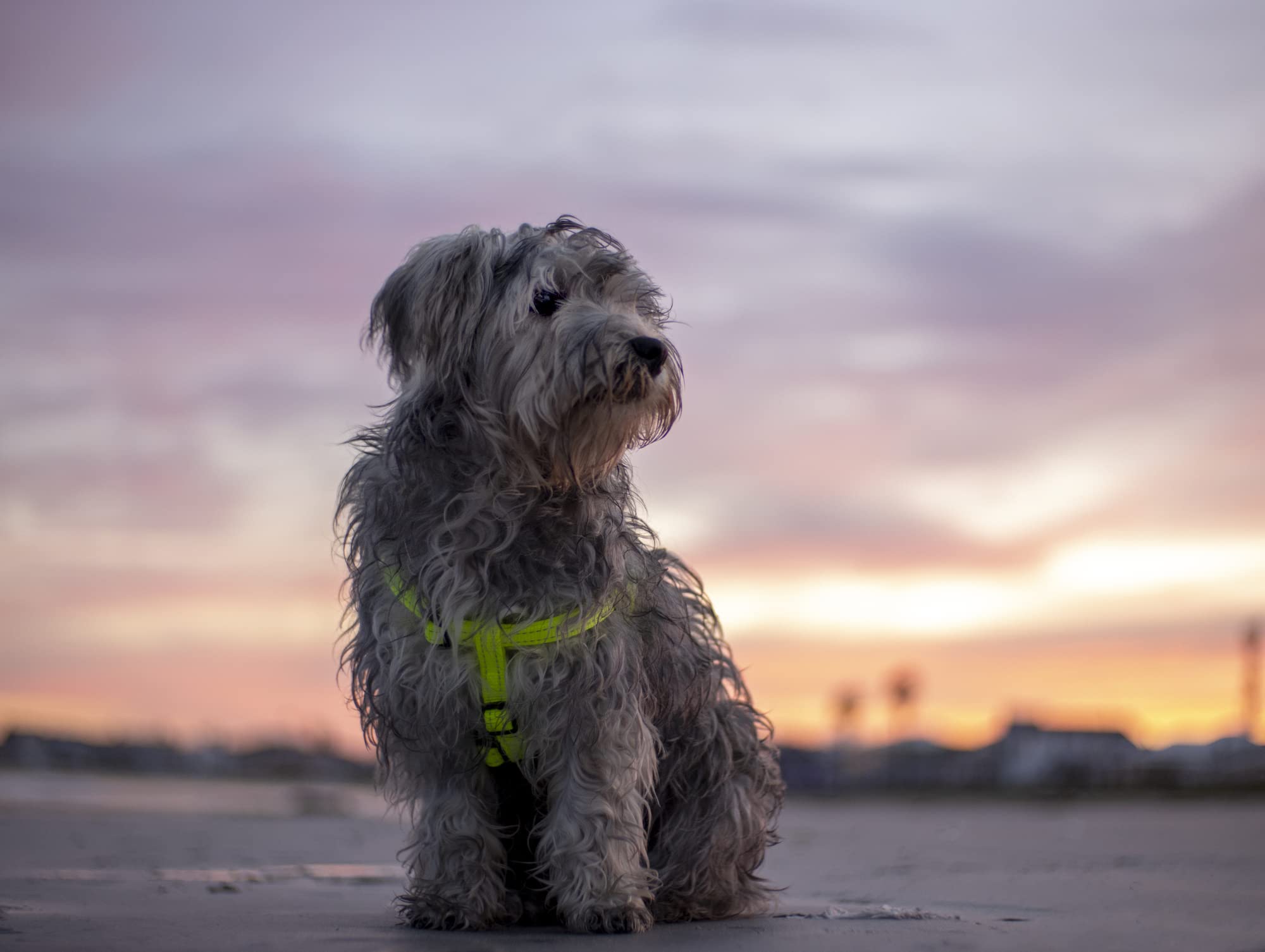 Reflective Adjustable Dog Step In Harness For Large Dogs; Matching Collar And Leash Available, Pink