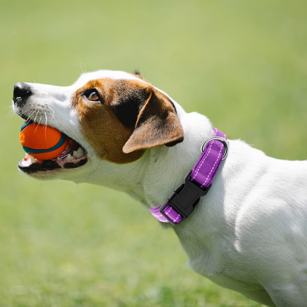 Rebnihc Reflective Dog Collar With Soft Neoprene Padded, Adjustable Nylon Dog Collar For Medium Dogs, Purple, M(3/4'' Wide, Neck 14''-21'')
