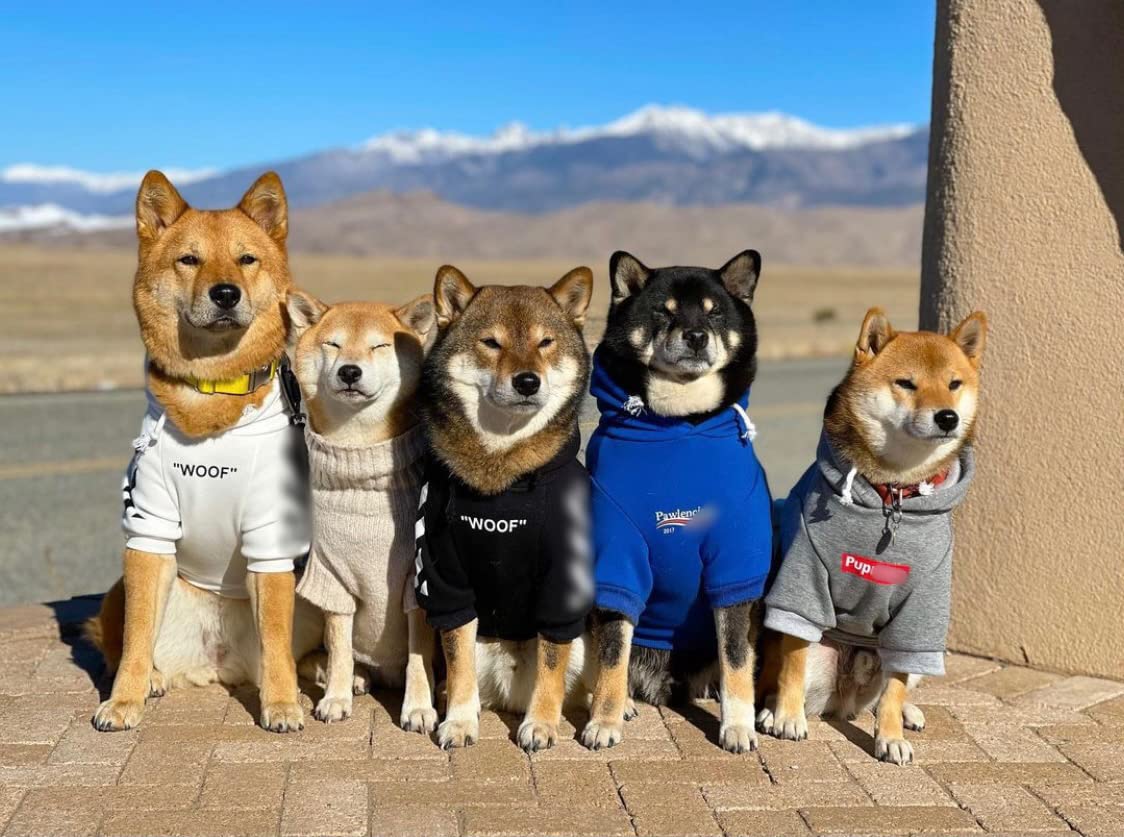 Chochocho Stylish Dog Hoodie Dog Clothes Streetwear Cotton Sweatshirt Fashion Outfit For Dogs Cats Puppy Small Medium Large (5Xl