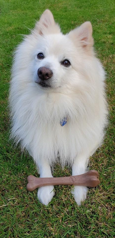 Spot Bam-Bones Bone - Made With Strong Bamboo Fiber, Durable Long Lasting Dog Chew For Light To Moderate Chewers, Great Toy For Adult Dogs & Teething Puppies Under 25Lbs, 5.75In, Bacon Flavor