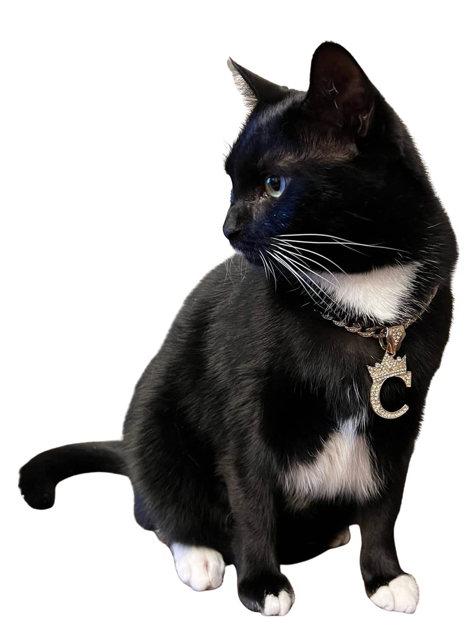Initial Letter Cuban Chain Dog Chain Pet Chain Pet, Cat, Puppy Necklace (R, 26'')