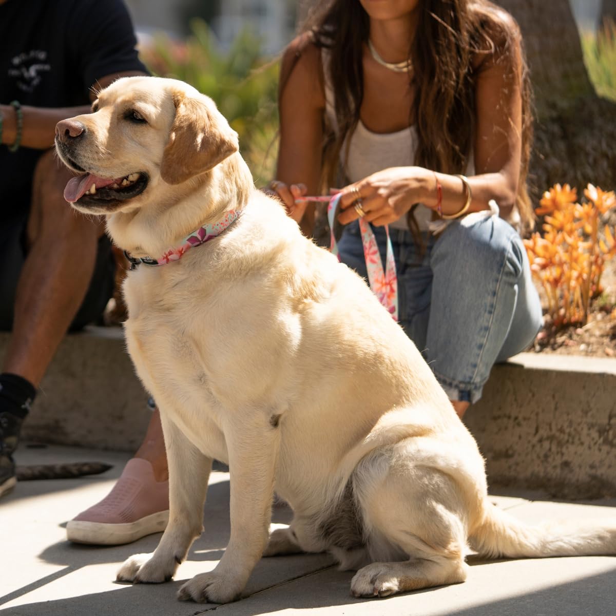 Wolfgang Heavy Duty Martingale Dog Collar With Quick Release Nylon Buckle For Walking & Training, Digifloral Print, Medium