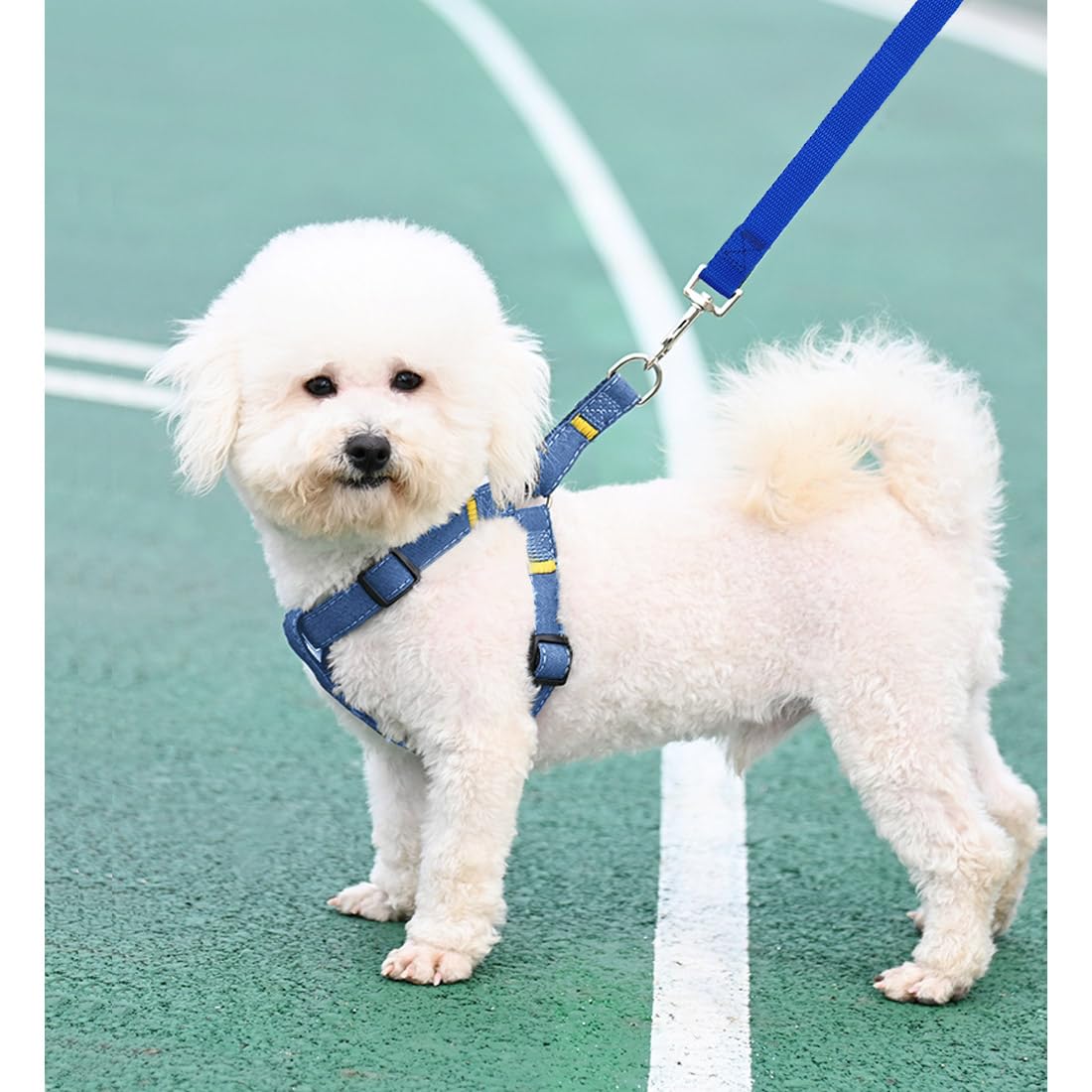 Wyuze 2 Pack Flat Nylon Dog Leashes, 6/10/20/30 Ft Long Recall Dog Training Lead, 3/4 Inch Wide Traditional Leash For Small Medi