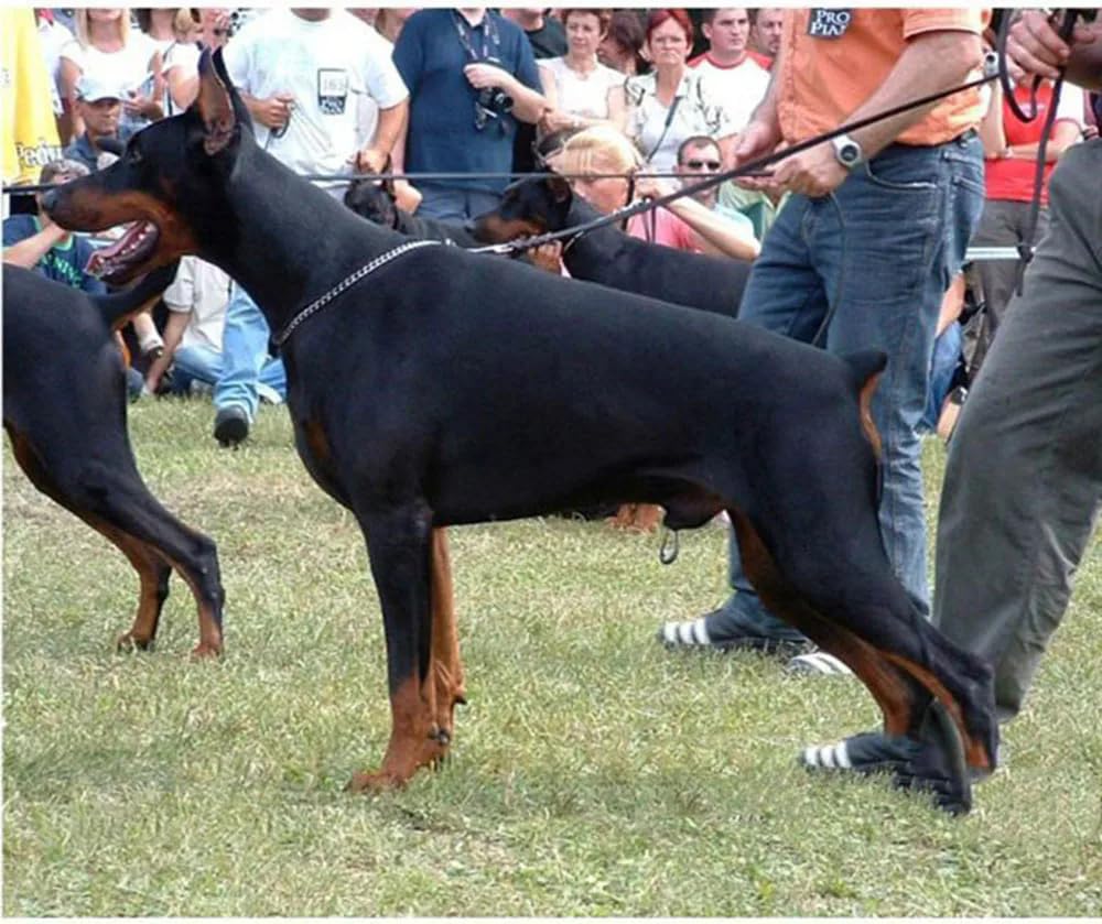 Silver Chain Collar For Dogs, Metal Slip P Link Training Heavy Duty Dog Collar Martingale Collars Puppy Chain For Xxs Small Medi