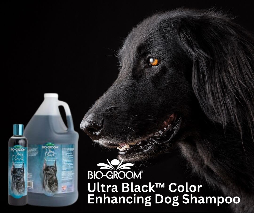 Bio-Groom Ultra-Black Dog Shampoo – Color Enhancing Pet Shampoo, Dog Bathing Supplies, Puppy Wash, Dog Grooming Supplies, Cruelty-Free, Made In Usa, Coat Brightener Shampoo – 12 Fl Oz 1-Pack