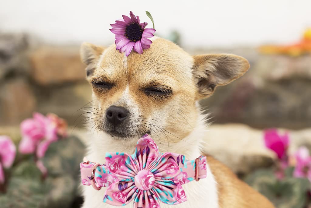 Lionheart Glory Dog Collar, Pink Dog Collar With Flower, Cute Floral Pattern Pet Collar Adjustable Dog Collar For X-Small Dogs