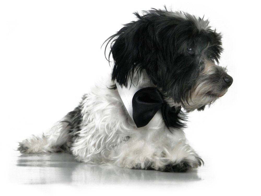 Platinum Pets Formal Dog Bow Tie Collar, Black & White