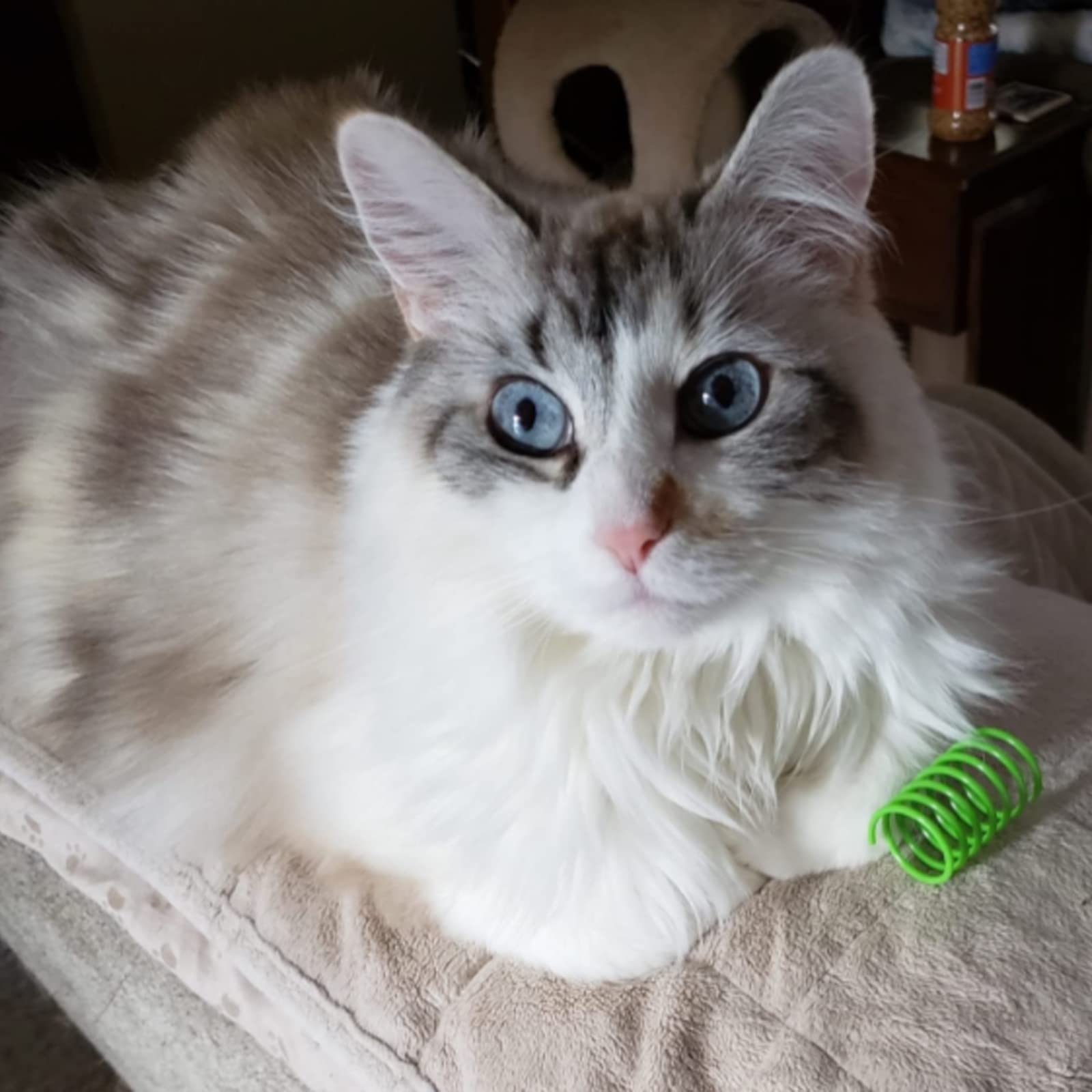 Ismarten Cat Spring Toys Pet Wide Plastic Colorful Springs Cat Toys For Cat Kitten Pets (Random Color) (10Pcs)