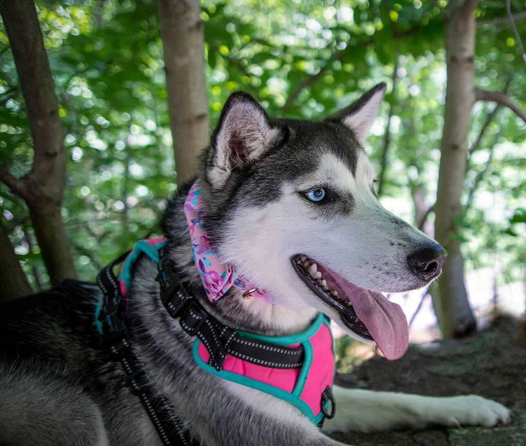 Lionheart Glory Floral Rose Print Dog Collar Adjustable Soft Dog Collar With Bowtie, Girl Pet Collars For X-Small Small Medium Large Dogs