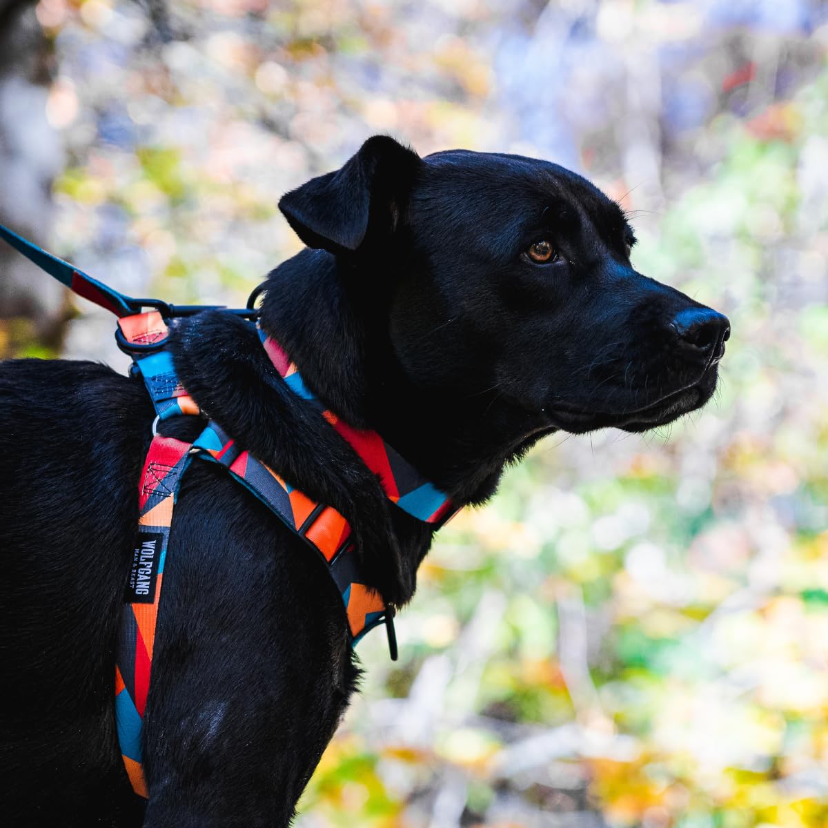 Wolfgang Heavy Duty Adjustable Dog Harness, Pull-Tested To Over 800 Lbs For Walking & Training, Shattershapes Print, Medium