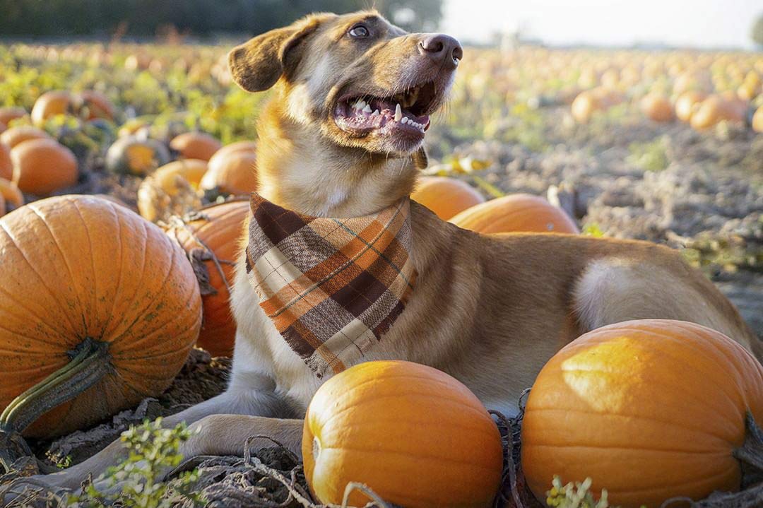 Fall Dog Bandana - Set Of 2 Washable Reversible Square Plaid Pet Kerchief Scarf For Halloween