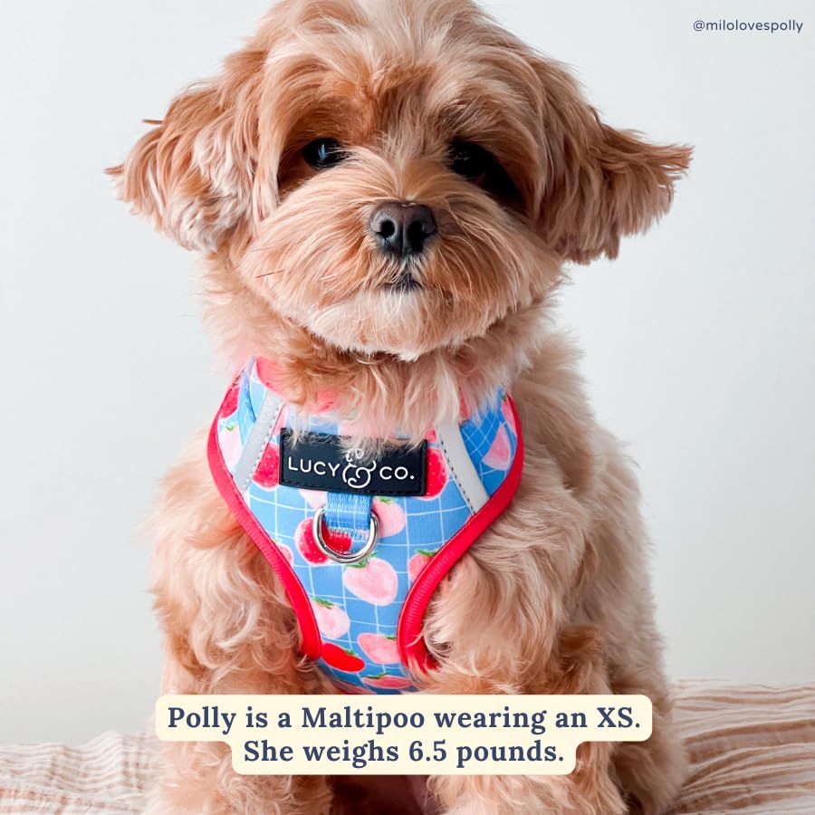 Lucy & Co. The Fresh Berries No-Pull Dog Harness - Size X-Small - Vest to Stop Pulling & Walk Easy - Comfortable Leash Training