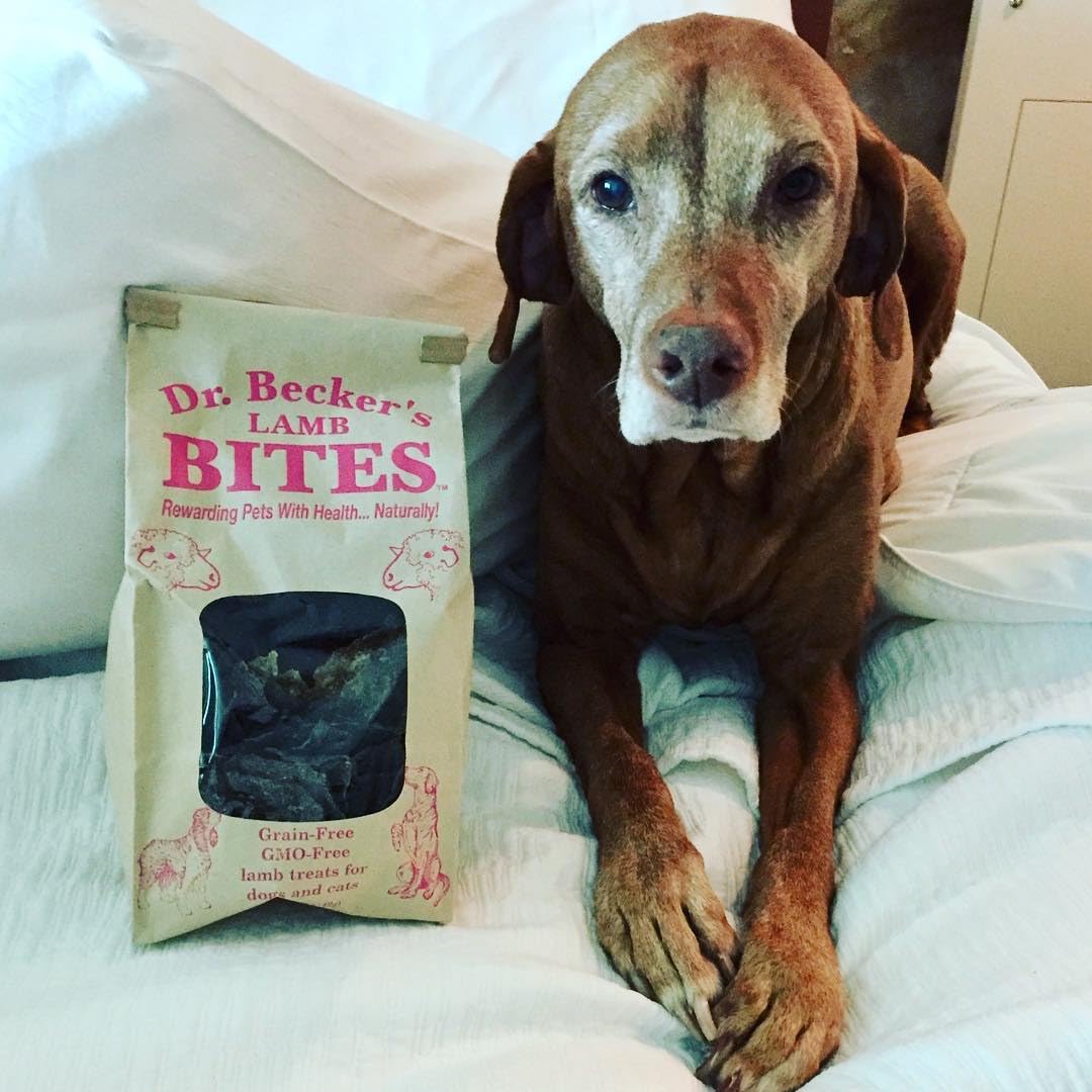 Dr. Becker's Lamb Bites - 100% Pure Meat Protein, Grain-Free Training Treats for Dogs & Cats, 5 oz