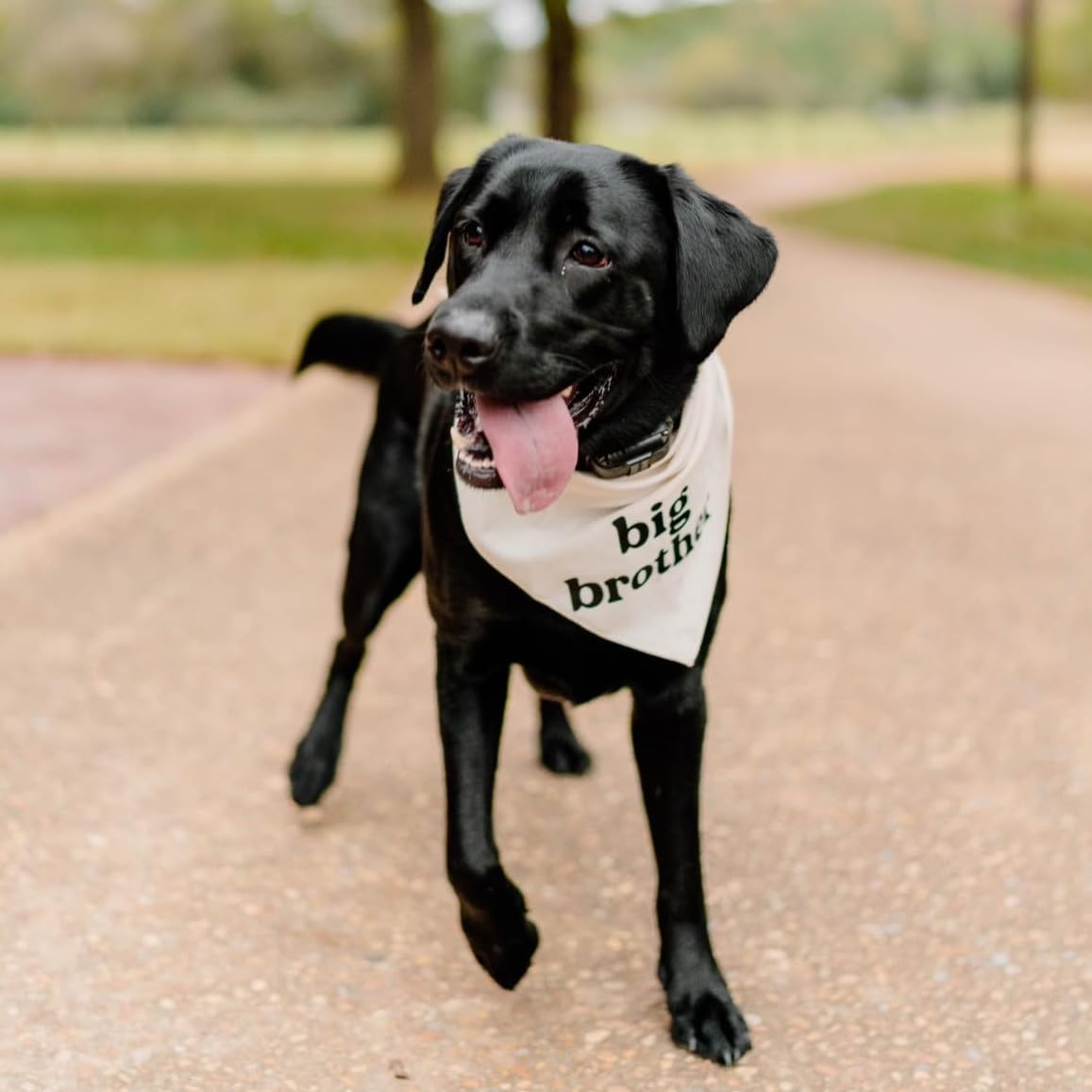 Big Brother Dog Bandana | 100% Cotton Adjustable Triangle | Pregnancy Announecment | New Baby Matching Family | Lime Green One S
