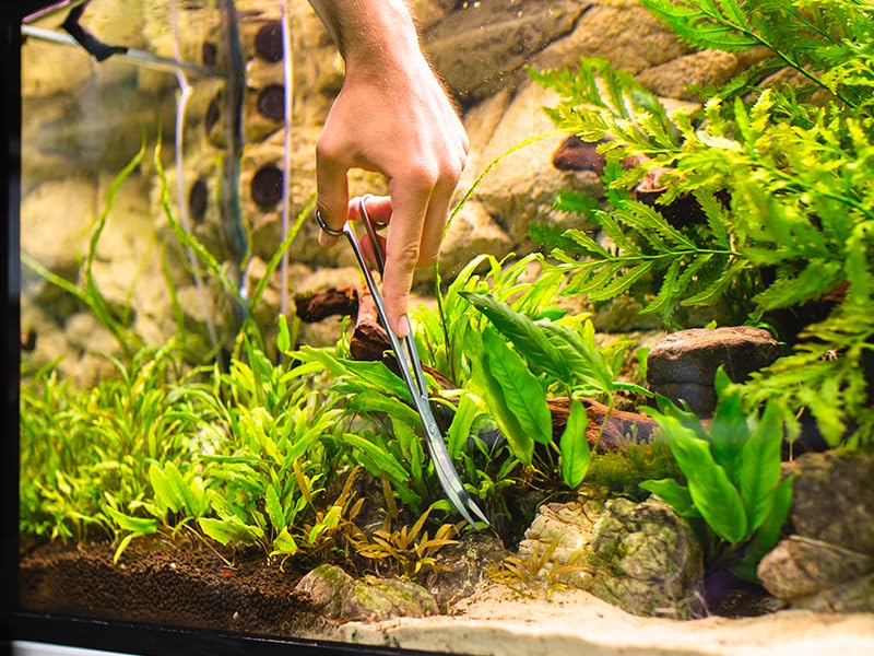 VORESTIC Gebogene Aquarium Schere 25cm - 1 Stck - Edelstahl - S?- und Meerwasser - Aquarium Pflanzenschere, Terrarium Zubeh?r, A