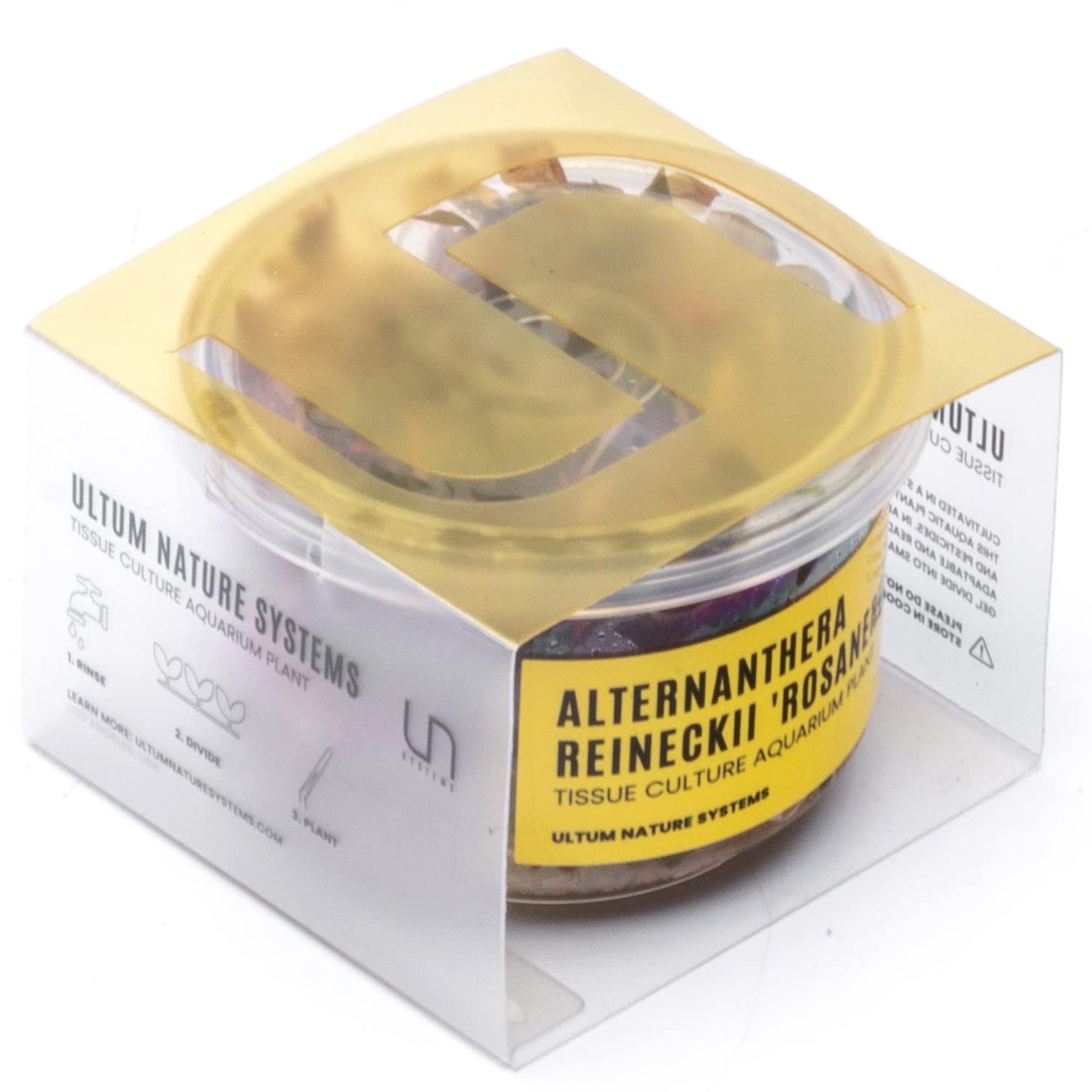 Ultum Nature Systems Alternanthera Reineckii Rosanervig Red Stem Tissue Culture Live Plant For Aquarium, Aquascape, Freshwater F