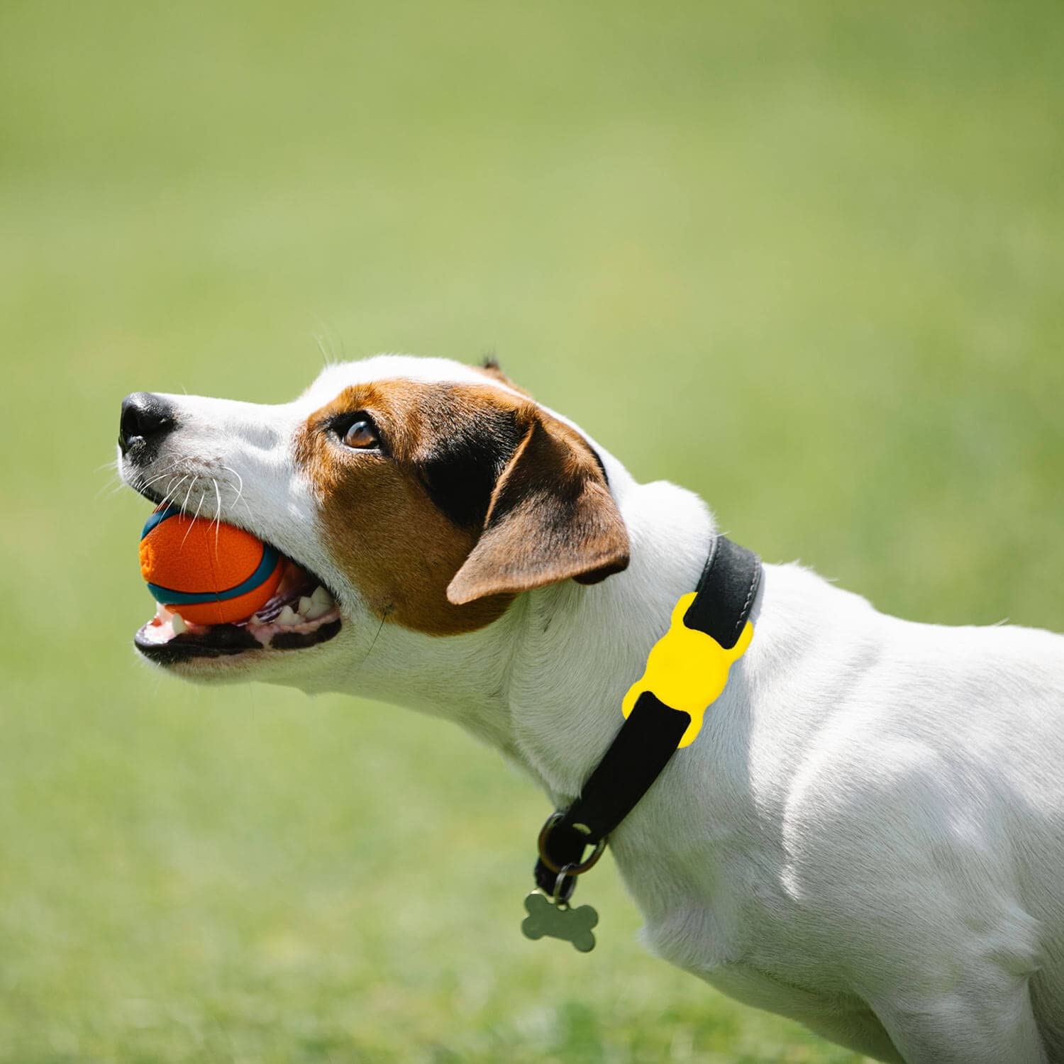 Swincho Airtag Dog Collar Holder(2 Pack) For Apple Airtag Dog Collar Silicone Anti-Lost Air Tag Holder Case Compatible With Air Tag Cat/Dog Collars (Yellow&Black)