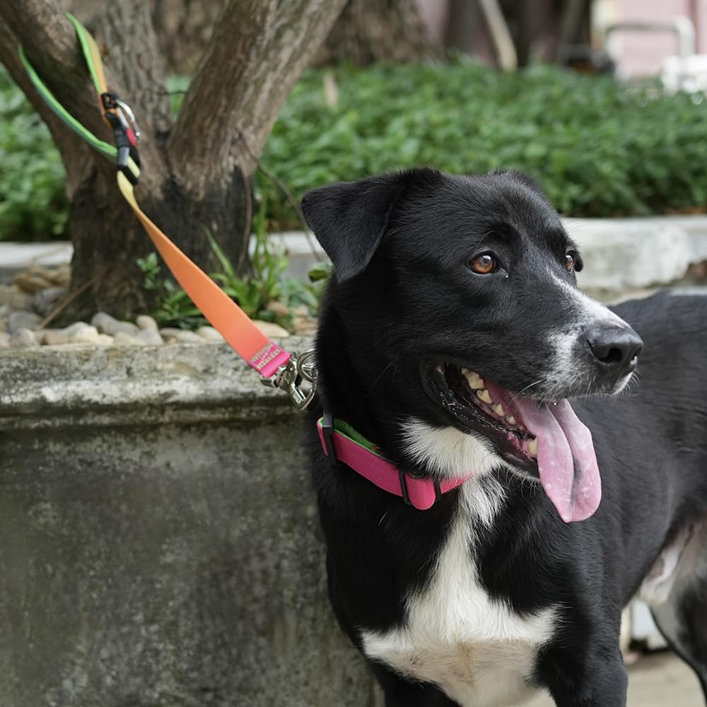 Tspro Dog Training Leash With Sturdy Metal Buckle, 20 Inches Adjustable Short Leash For Large Dogs, Comfortable Padded Handle (R