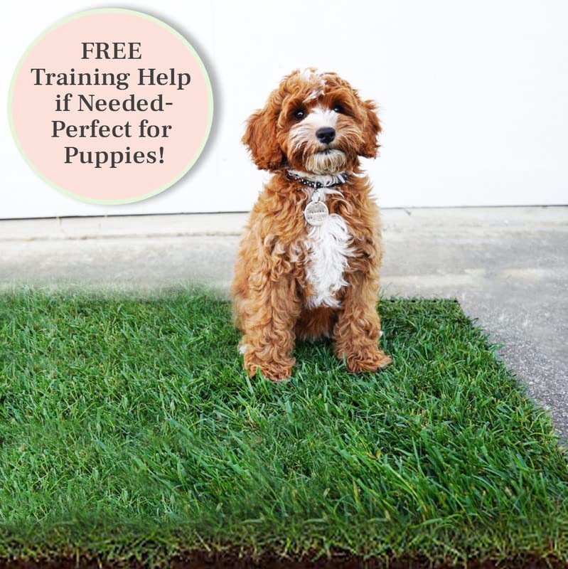 Doggielawn Xl - Real Grass Disposable Pet Potty - 48 X 24 Inches With Plastic Tray - Potty Training Pad For Dogs