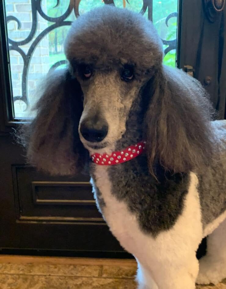 Haoyueer Bling Rhinestone Pu Leather Crystal Diamond Pet Dog Cat Puppy Collar Black S M L Xl (Xl, Brown)