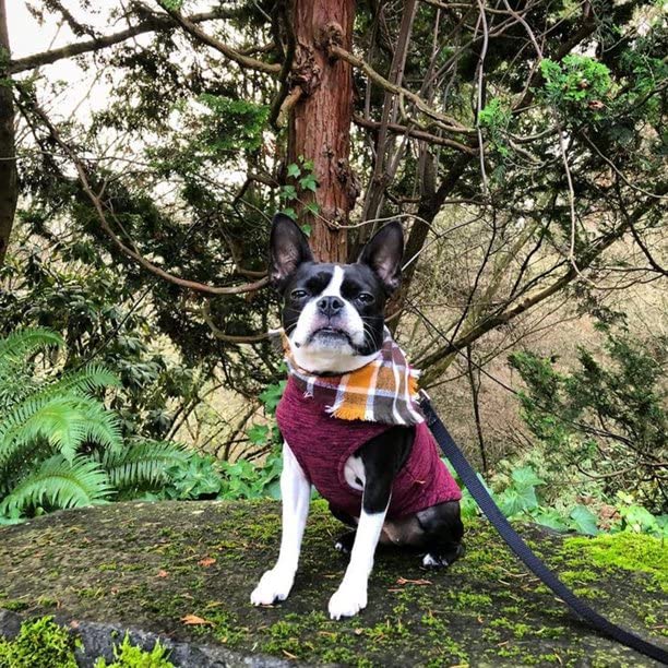 Gooby Boys 3X-Large Chest (~28.5 Inch) Zip Up Fleece, Fuchsia Wash, 3X-Large 28.5 Us