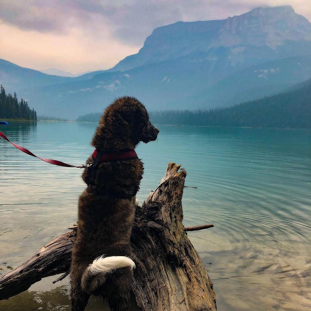 Gooby Comfort X Head In Harness - Black, Small - No Pull Small Dog Harness, Patented Choke-Free X Frame - Perfect On The Go Dog Harness For Medium Dogs No Pull Or Small Dogs For Indoor And Outdoor Use