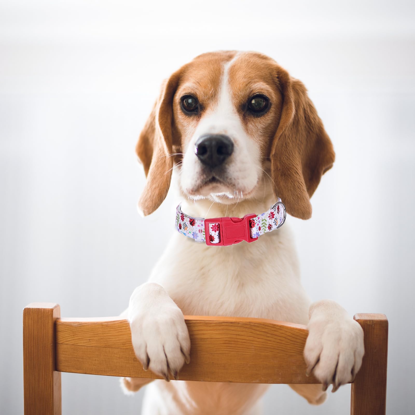 Cute Dog Collar With Girl Boy, Adjustable Nylon Comfy Soft Durable Pet Collar For Xs Small Medium Large Extra Large Dog(M