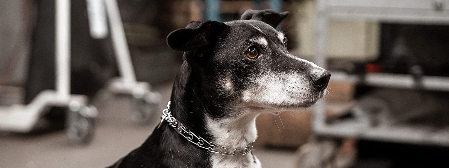 Herm Sprenger Prong Collar For Dog Training | Micro Prong Stainless Steel Ultra-Plus Dog Collar | Assembly Chain Training Collar For Smaller Dogs | Made In Germany - (1.5 Mm, (Neck Size Upto 9.5'))