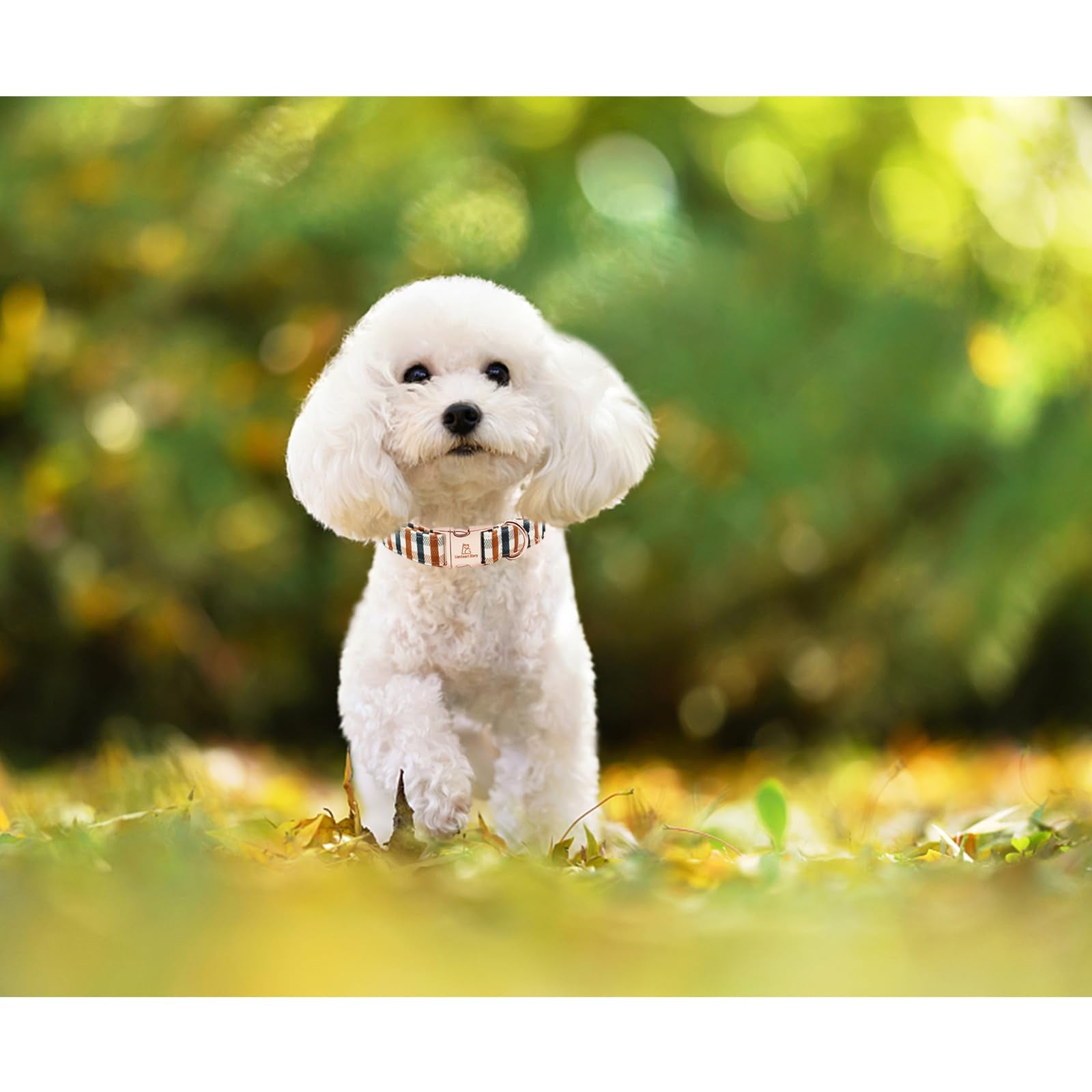 Lionheart Glory Plaid Dog Collar - Heavy Duty, Adjustable, Fall Collar For Large Dogs - Female Or Male