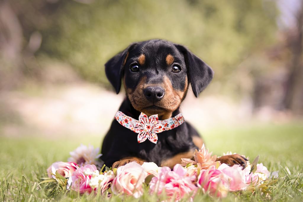 Lionet Paws Design Dogs Collar Cute Adjustable Flower Dog Collars For Girl Female Small Medium Dogs With Summer Floral S