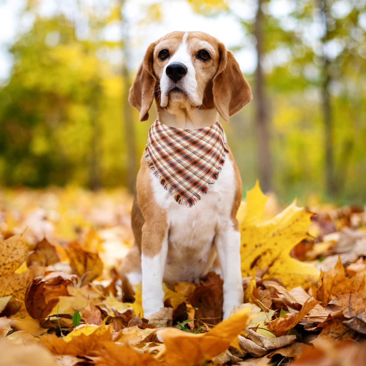 Kytely Fall Dog Bandana 2 Pack, Autumn Thanksgiving Dog Bandana Large, Orange Plaid Pet Scarf For Boy And Girl, Holiday Bandanas Triangle Bibs For Medium And Large Dogs (Large)