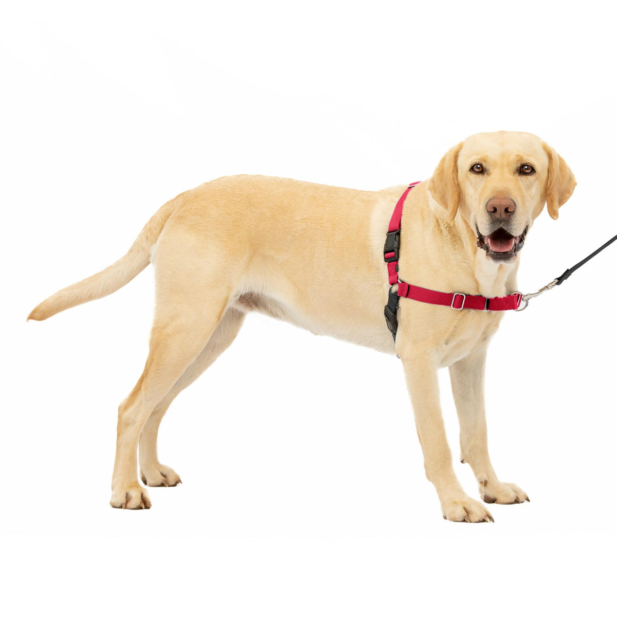 Petsafe Easy Walk No-Pull Dog Harness - The Ultimate Harness To Help Stop Pulling - Take Control & Teach Better Leash Manners - Helps Prevent Pets Pulling On Walks, Large, Red/Black