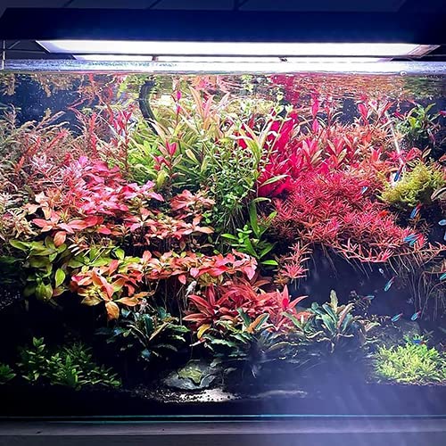 Ultum Nature Systems Alternanthera Reineckii Rosanervig Red Stem Tissue Culture Live Plant For Aquarium, Aquascape, Freshwater F