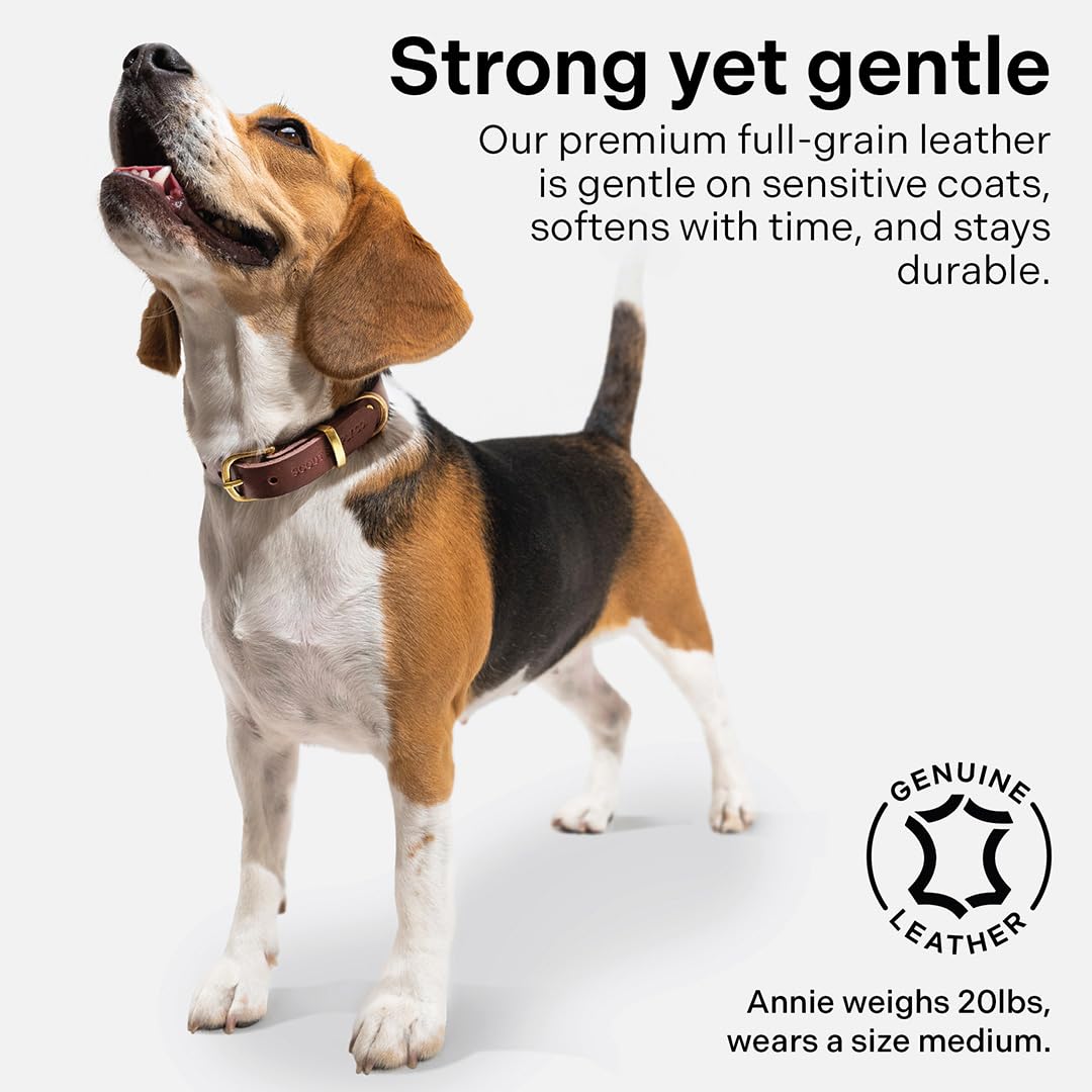 Classic Genuine Leather Dog Collar | Dog Collars For Medium Dogs, Small Dogs, Large Dogs & Extra Large Dog | Wide Dog Collar | H