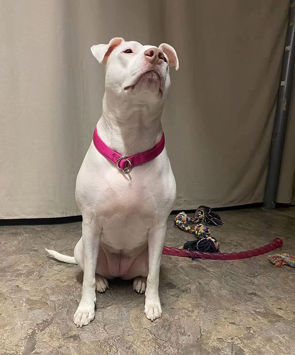 Mycicy Reflective Slip Collar, Soft Nylon Training Choke Collar For Dogs In Pink 22', Wide 1'