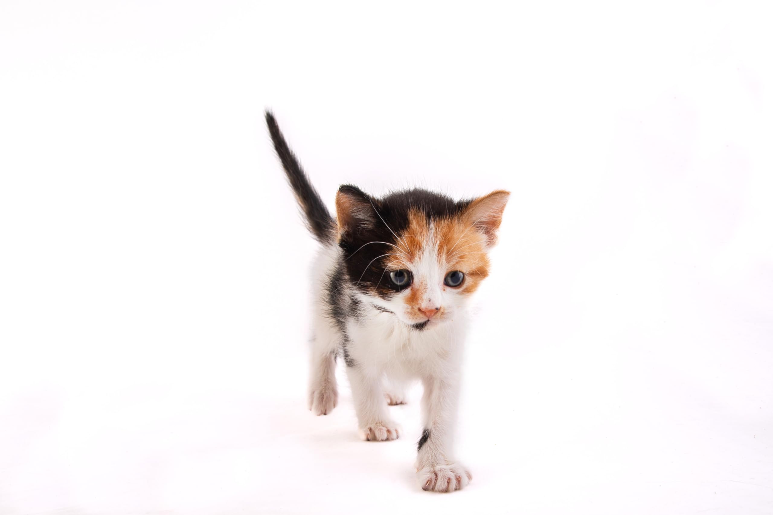 Hartz Powdered Kitten Milk Replacer Formula - 11Oz