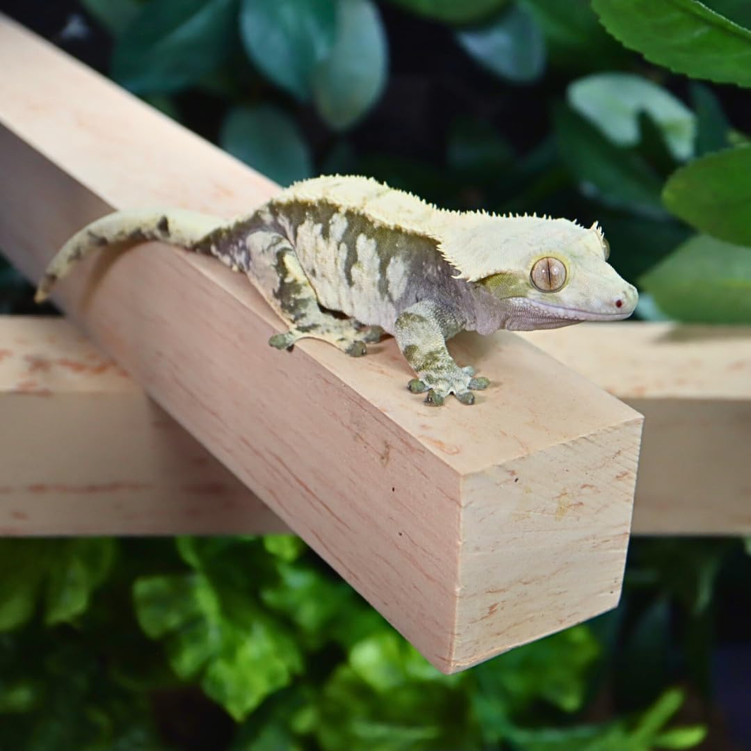 Geckopia Reptile Flex Bridge Reptile Bridge  Gecko Bridge  Gecko Ledge  Reptile Vine  Reptile Terrarium Decoration  Reptile Bran