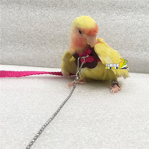 Hypeety Beauty Parrot Adjustable Bird Harness And Leash Outdoor Flying Anti-Bite For Bird Parrot African Grey Cockatoo Macaw Ringneck Parakeet Cockatiel Small Size Birds