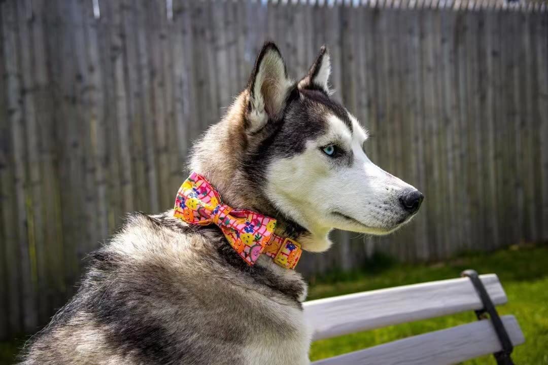 Elegant little tail Dog Collar with Bow - Fruit Print Dog Collar Cute Bowtie Dog Collar Girl Boy Pet Collar for Small Medium Lar