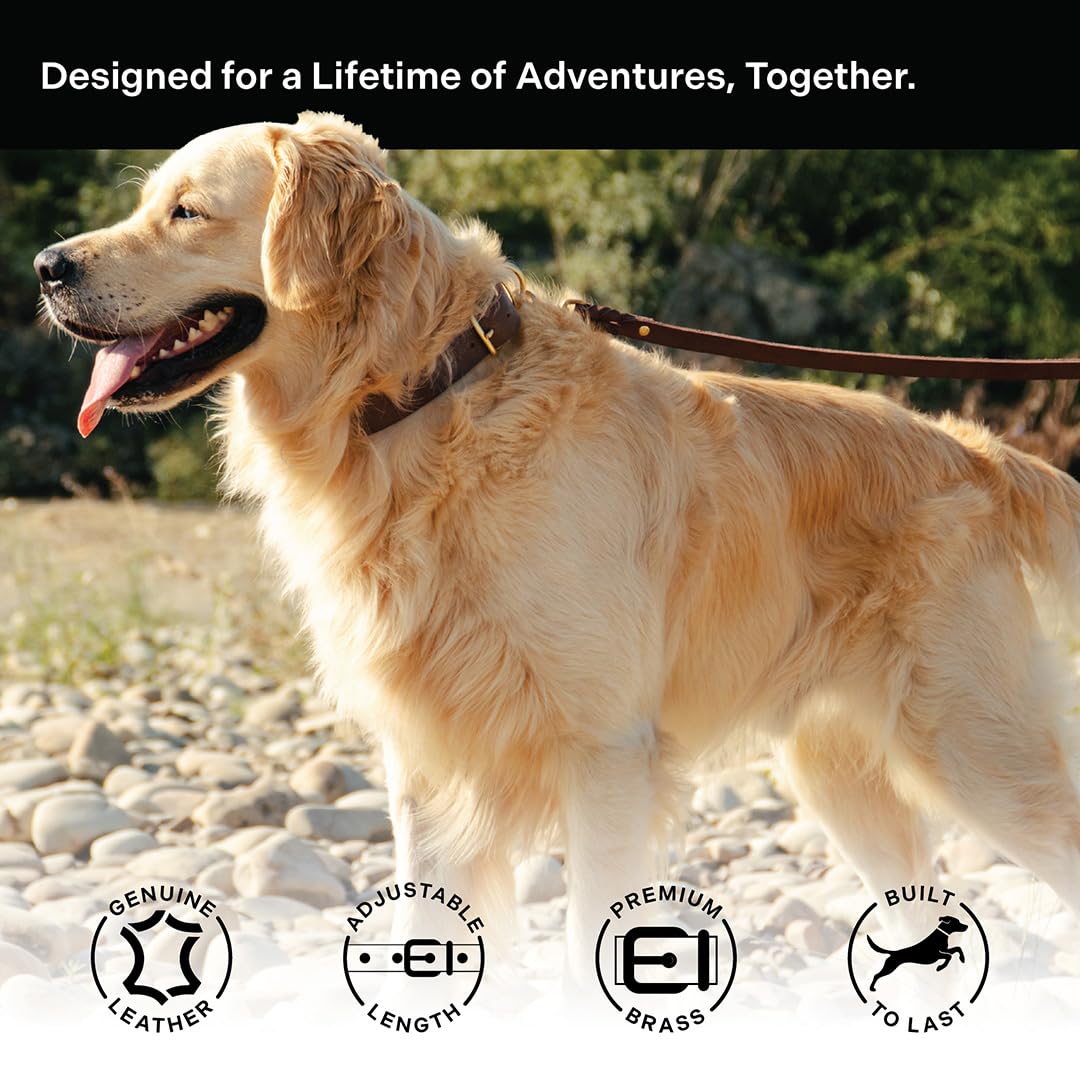Scout Supply Classic Leather Dog Collar | Heavy Duty Thick Full Grain Leather | Waterproof & Rust-Proof Brass Hardware (Dark Bro