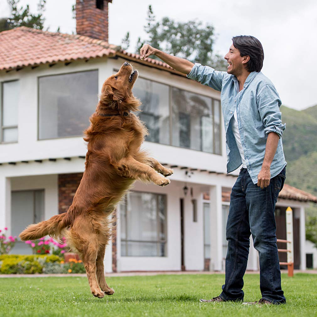 Dog Crate for Large Medium Dogs Folding Dog Kennel Cage with Plastic Tray & Divider 48 Indoor Outdoor Metal Double Door Pet Play