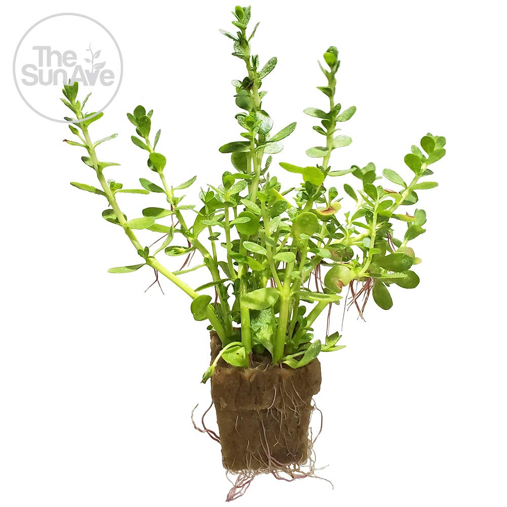 1. Bacopa Monnieri Easy Freshwater Live Aquarium Plant with Roots (7+ Stems)