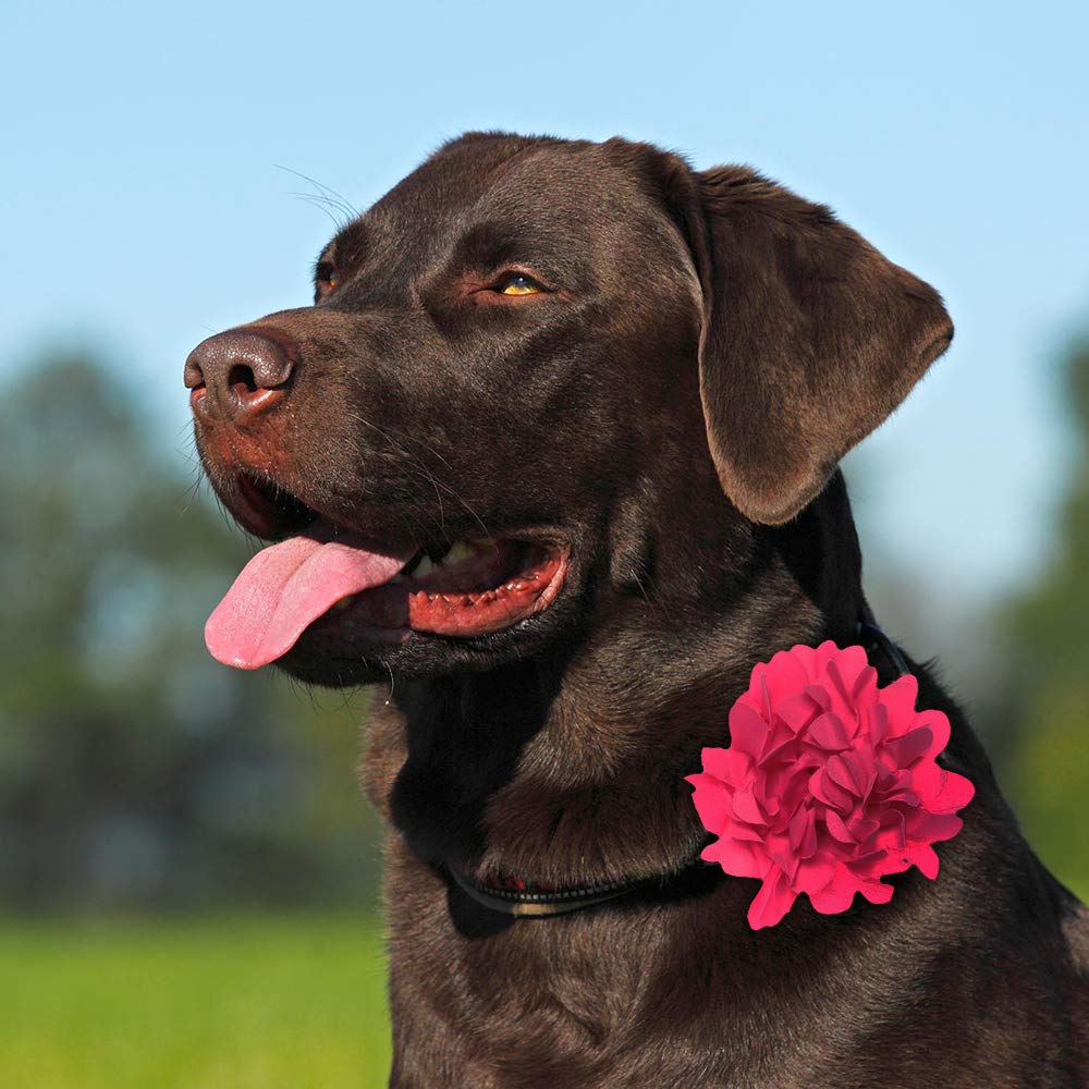 Boombone Dog Collar Flowers Accessory,Pack Of 8 Flower Charms Sliders For Dog Collars