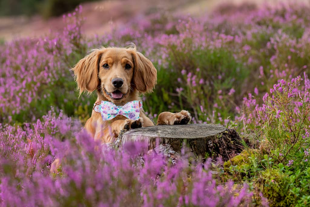 Lionheart Glory Purple Dog Collar, Adjustable Dog Collar With Bowtie, Pet Gift Collar For Dog Soft Bowtie Dog Collars For X-Small Puppy