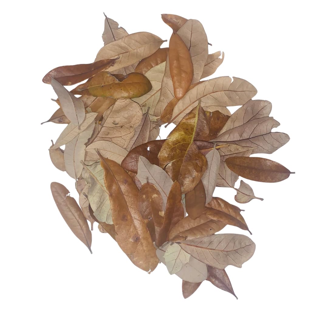 Lone Star Leaf Litter Texas Live Oak Leaf Litter For Reptiles, Bioactive Substrate, Leaf Litter For Isopods, Natural Habitat Enr