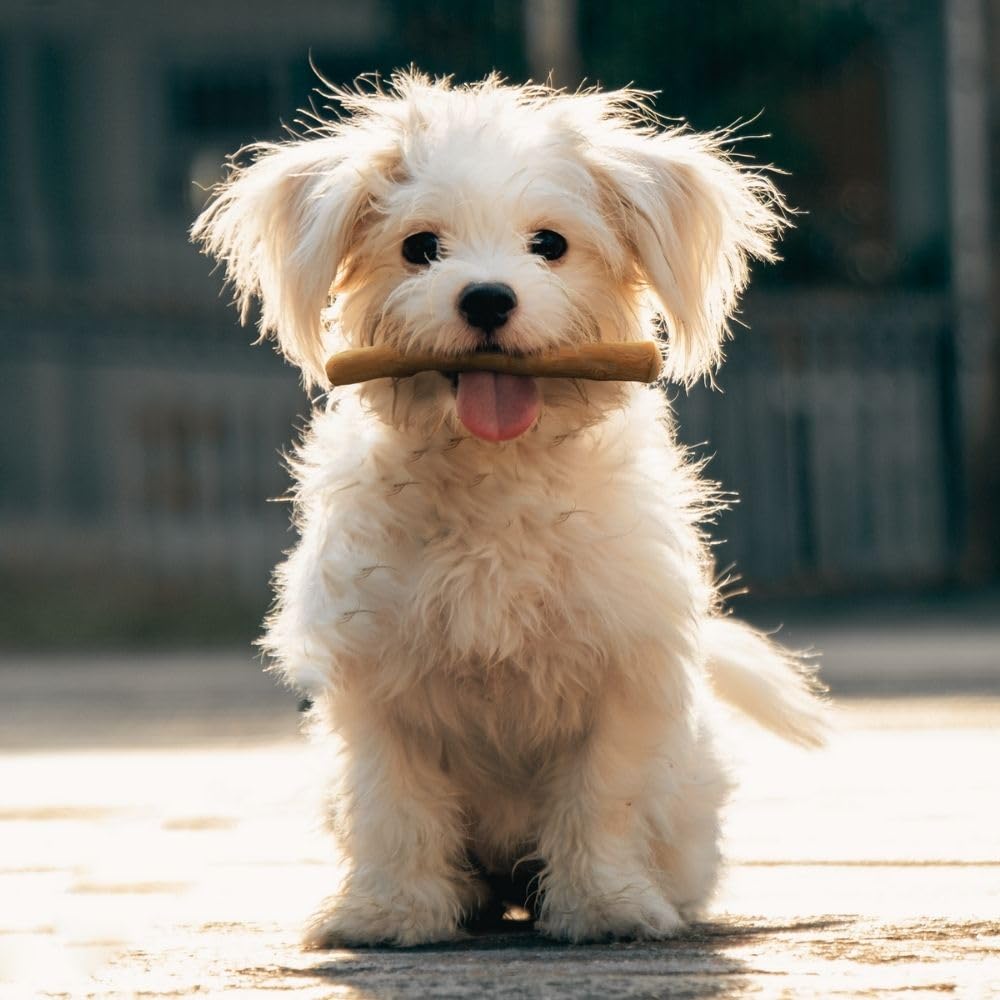 Wildfang Coffee Wood Chewing Stick Dog Toy Set Of 3 - Natural Chewing Wood For Dogs, Muscle Training